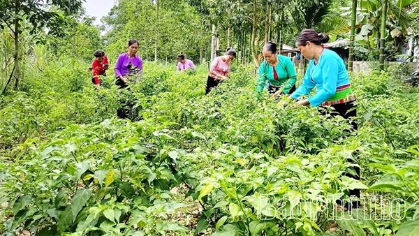 Phú Thọ: Chuyện khởi nghiệp từ những quả ớt rừng Phú Lương